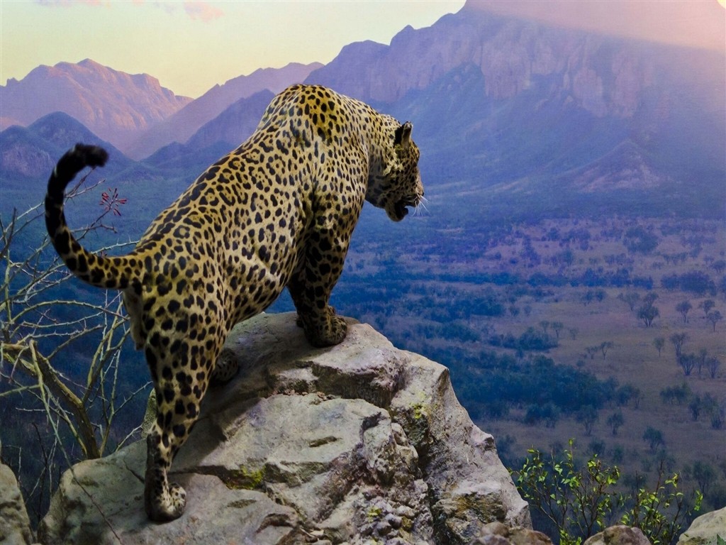 Jaguar Sating On Top Of A Mountain Free Cute Awesome Beautiful